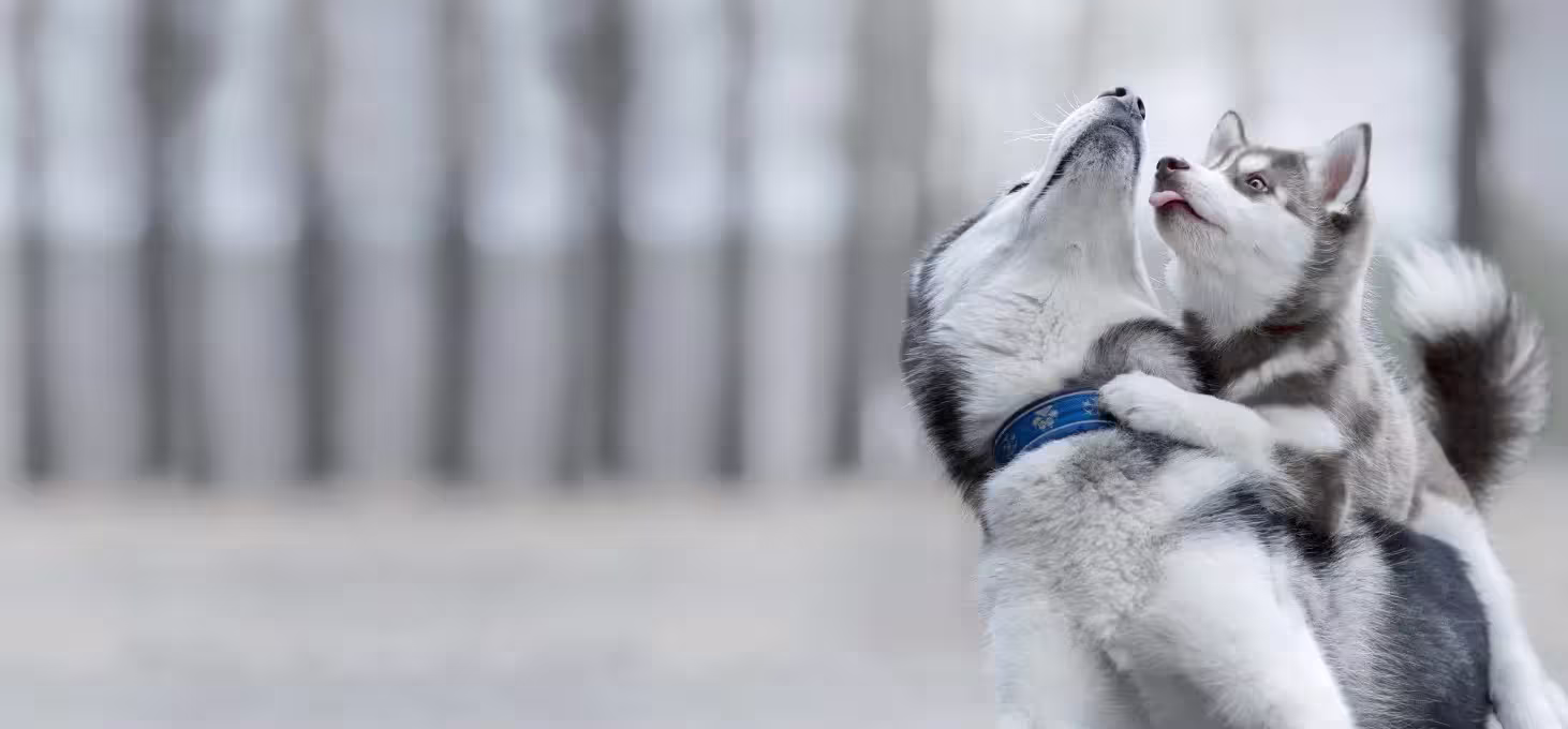 Diagnostic Veterinary Lab